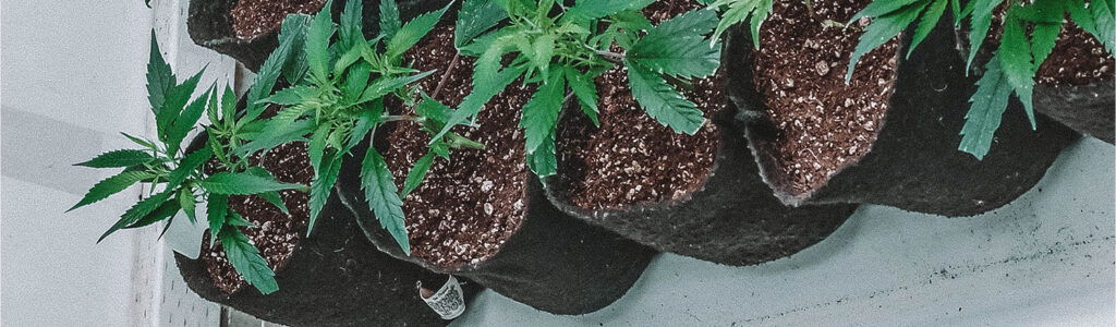 Everything You Need To Know About How To Germinate Cannabis Seeds