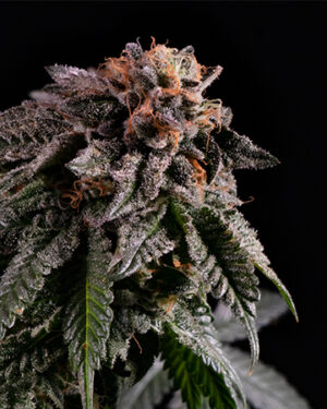 Buy Bubbleberry Cannabis Seeds