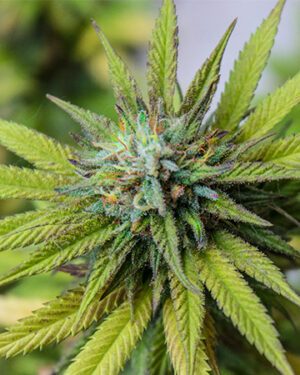 Buy White Nightmare Auto Cannabis Seeds