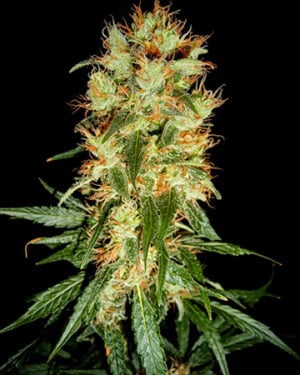 Buy Peanut Butter Breath Cannabis Seeds