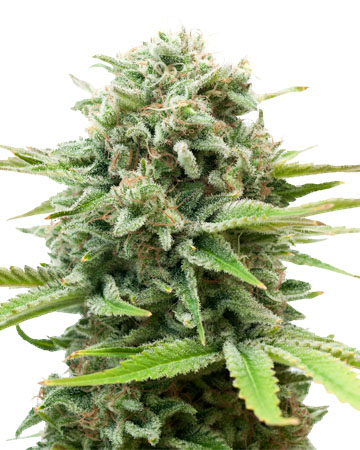 Buy AK Autoflowering Feminized Cannabis Seeds in Bridgeport
