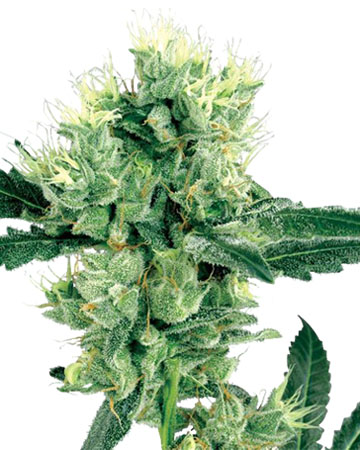 Buy Afghan Autoflowering Feminized Cannabis Seeds in Bridgeport
