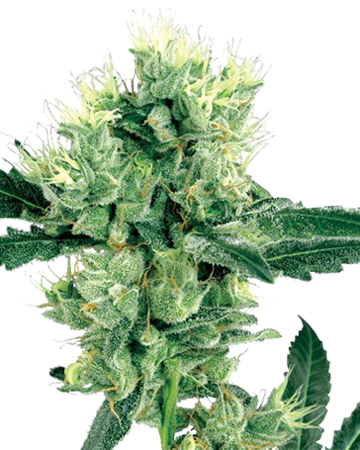Afghan Auto-Flowering Feminized Cannabis Seeds