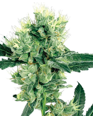 Auto Jack Herer Feminised Silver cannabis seeds from Errors Seeds Silver:  buy marijuana seeds by the piece - Errors-Seeds