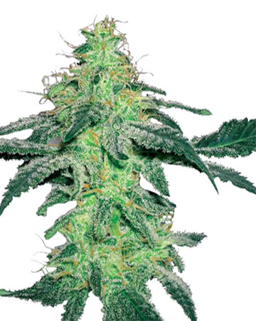 Skywalker OG Feminized Cannabis Seeds