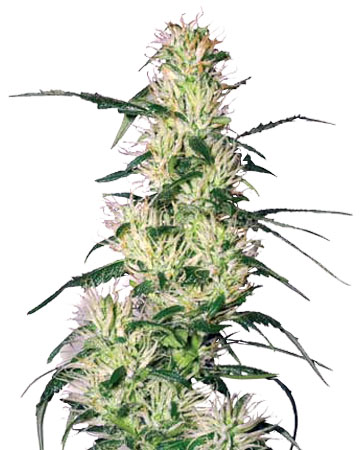 Blueberry Auto-Flowering feminized cannabis seeds