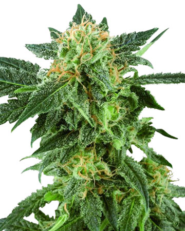 Buy-premium-seeds-American-Haze-top-3-new-york-cannabis-strain