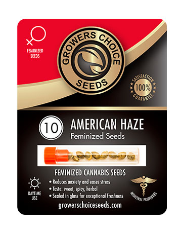 Buy American Haze Feminized Seeds Pack 10