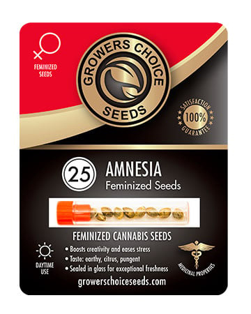Buy Amnesia Seeds For Sale Pack 25