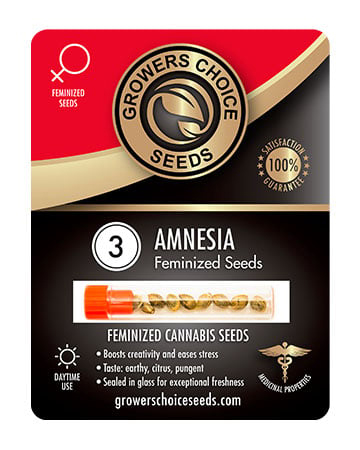 Buy Amnesia Seeds For Sale Pack 3