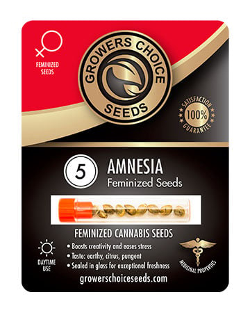 Buy Amnesia Seeds For Sale Pack 5