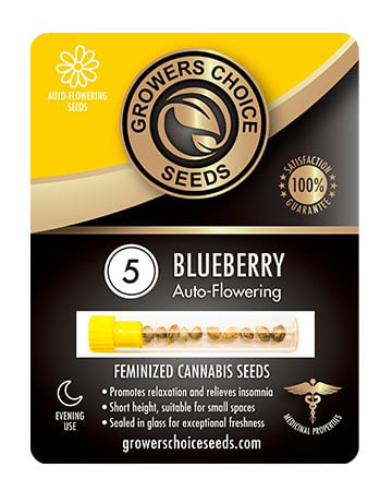 Buy Blueberry Autoflower Seeds Pack 5