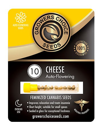 Buy Cheese Autoflower Seeds Pack 10