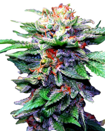 CBD Blueberry medicinal feminized cannabis seeds