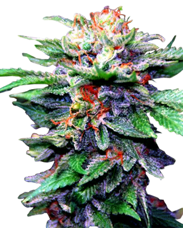 CBD Blueberry Medical Feminized Cannabis Seeds