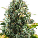 top cannabis seeds for sale in cbd moby dick