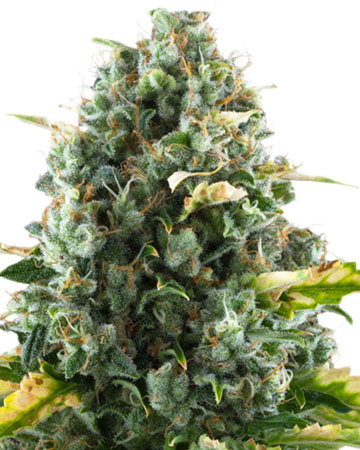 CBD Moby Dick medicinal feminized cannabis seeds