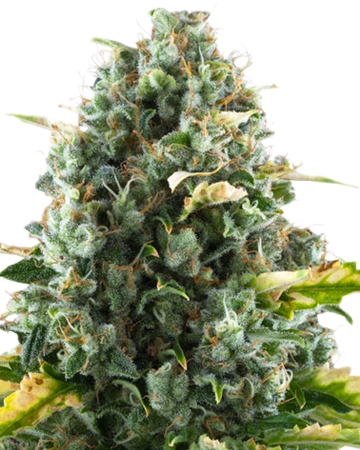 CBD Moby Dick Medical Cannabis seeds