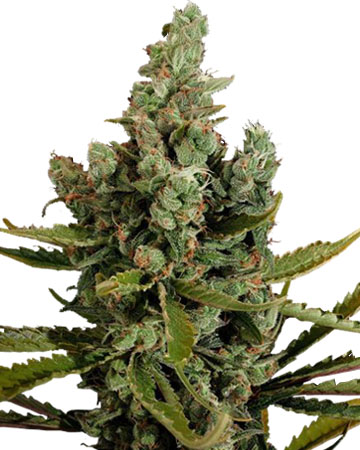 Buy Cheese Auto-Flowering feminized cannabis seeds in New Haven