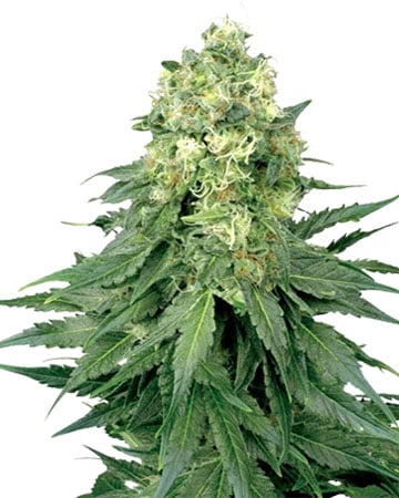 Aurora Cannabis Seeds - Growers Choice Seeds