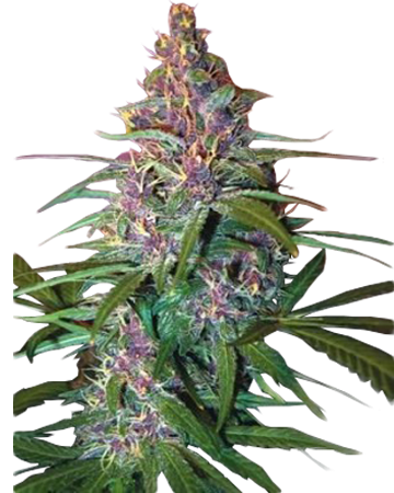 Buy Critical Purple Auto-Flowering feminized cannabis seeds in Idaho