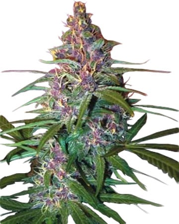 critical purple marijuana plant grown from premium critical purple cannabis seeds