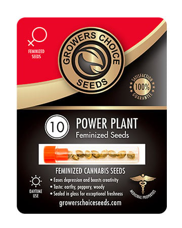 Get Power Plant Strain Seeds Pack 10