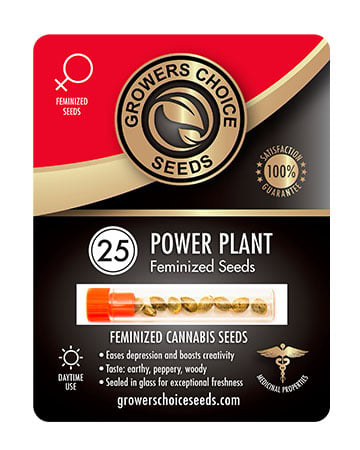 Get Power Plant Strain Seeds Pack 25