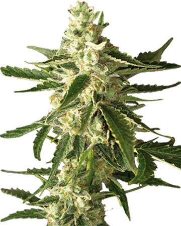Buy Great White Shark feminized cannabis seeds in Colorado Springs