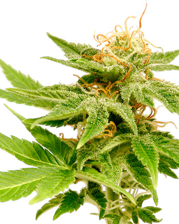Buy Jack Herer feminized cannabis seeds in Sioux City
