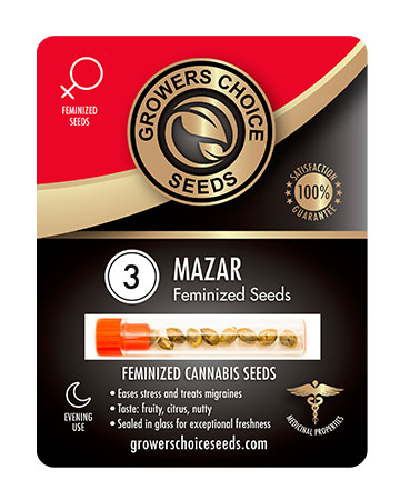 Marijuana-Mazar-Feminized-Cannabis-Seeds
