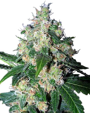 Panama Lime Superauto 3 fem [Flash Seeds] : cannabisseeds