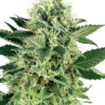 buy top cannabis seeds northern lights