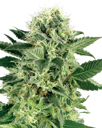 Buy Northern Lights Auto-Flowering feminized cannabis seeds in New Haven
