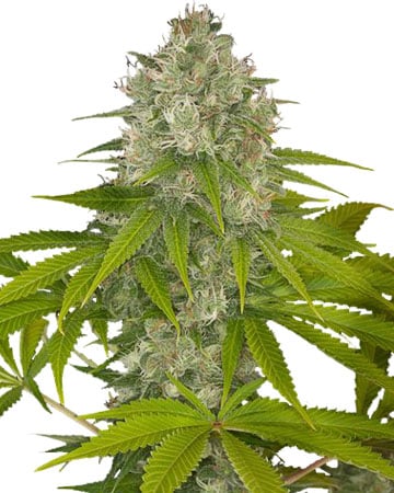 Og Kush Feminized Seeds