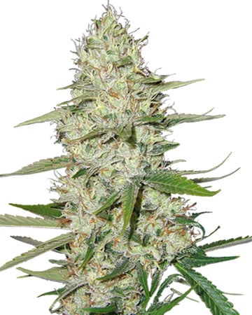 Toxic Feminized Cannabis Seeds