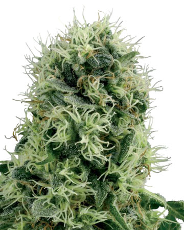 Super Silver Haze Seeds flourishing to cannabis plant