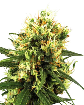 Tangerine Dream auto-flowering feminized cannabis seeds