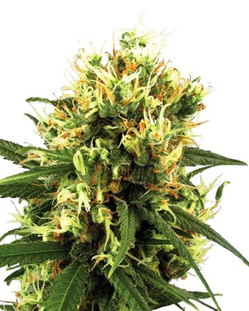 Tangerine Dream Auto-Flowering Feminized Cannabis Seeds