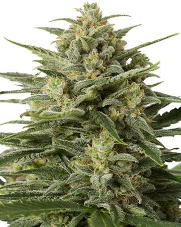 buy the best top cannabis seeds white widow