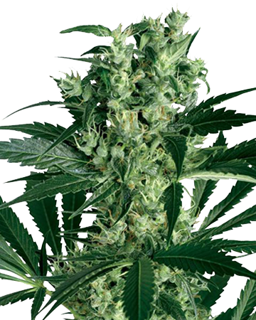 Buy CBD Critical Mass medicinal feminized cannabis seeds in Lakewood