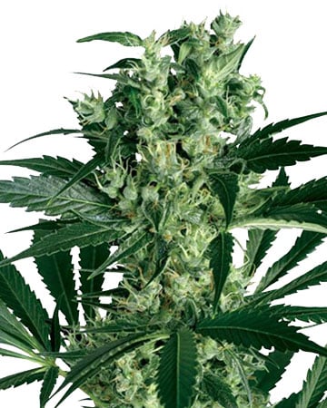 Critical + Feminised Silver Pack 3-seeds pack