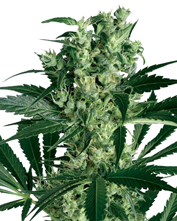 All Cannabis Seed Strains - Growers Choice Seeds