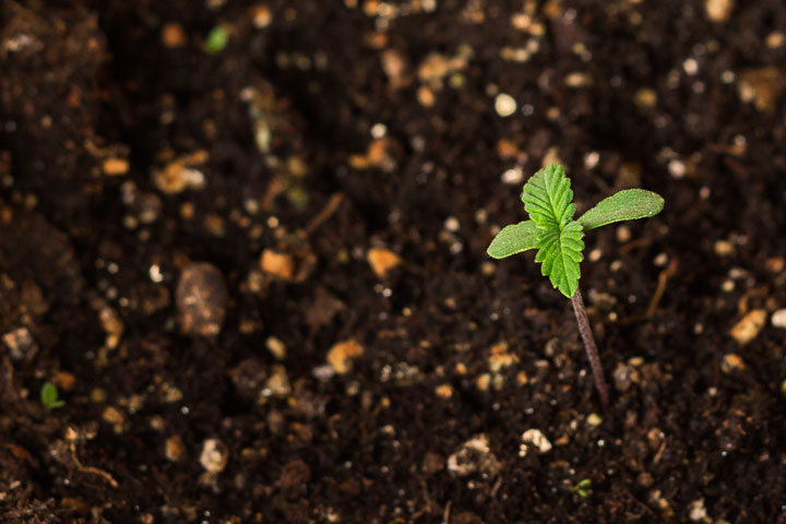 Following cannabis germination