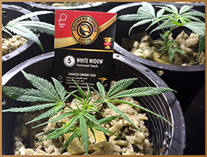 white widow cannabis seeds for sale