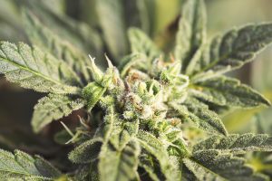 blueberry-cannabis-seed-strain