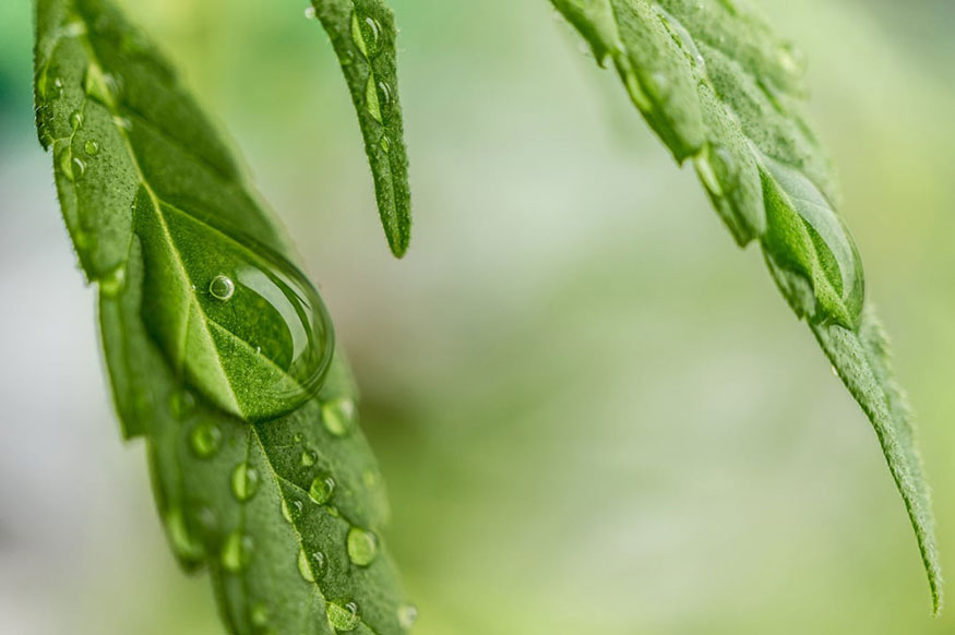 cannabis leaf with water droplets