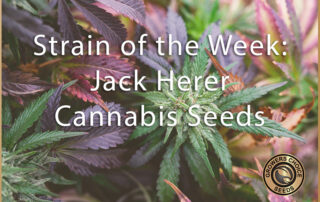 jack herer cannabis seeds