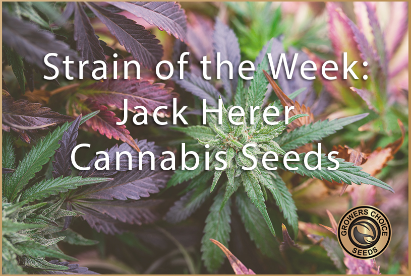 Strain Feature: Jack Herer Cannabis Seeds