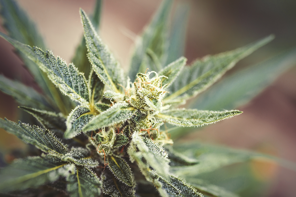 kenner-marijuana-seeds-closeup